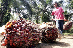 Auditors’ findings weaken Indonesia’s defense of palm oil industry