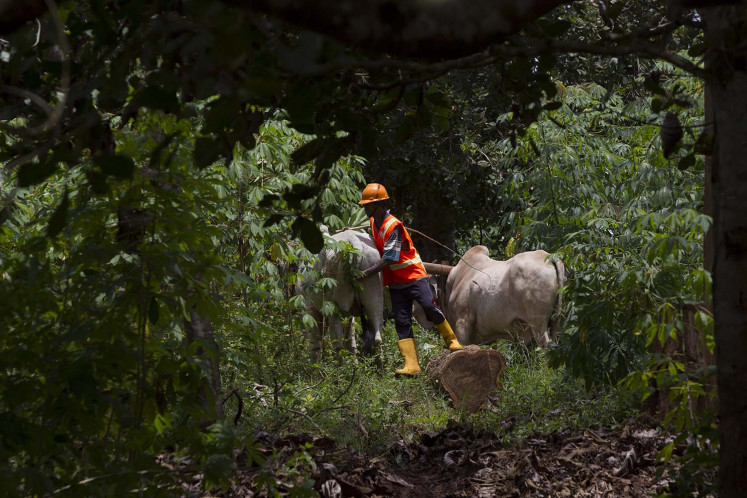 Sarad Sapi, a tradition on teakwood harvest time