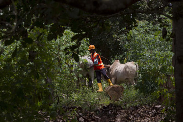 Sarad Sapi, a tradition on teakwood harvest time