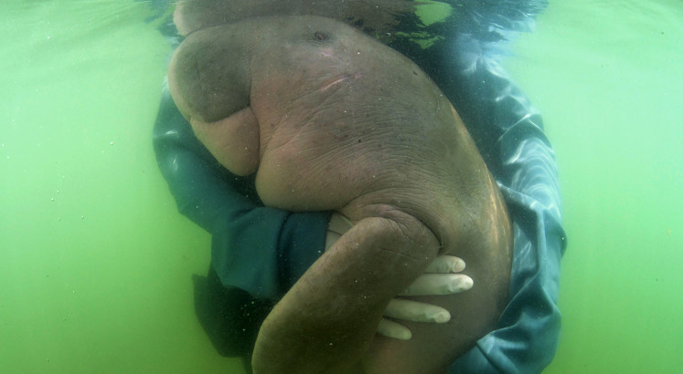Mariam the stranded dugong becomes conservation star