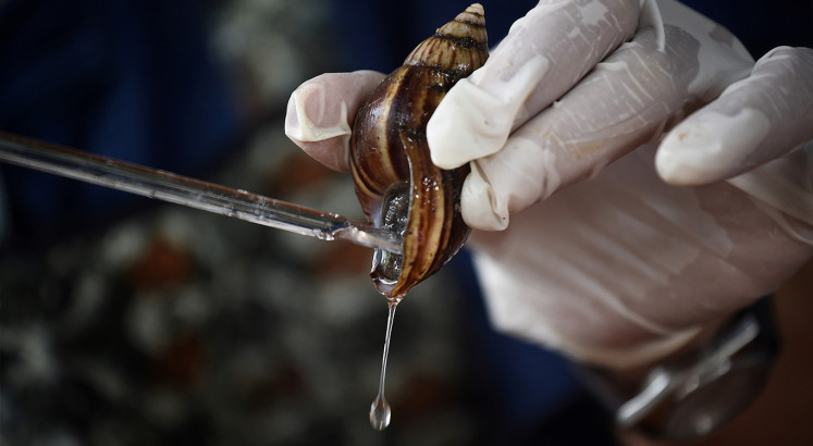 Thai farmers on the cash trail with snail slime