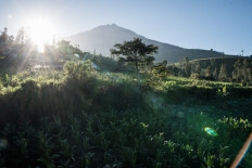 Tobacco as far as the eye can see on the flanks of Mount Sumbing. JP/Dottie Bond