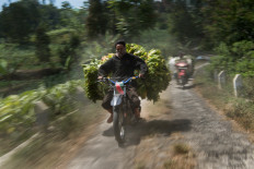 A fearless driver ferries tobacco from mountainside to market near Bowongso. JP/Dottie Bond
