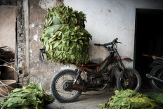 A bale of newly picked tobacco awaits transportation to a nearby seller in Parakan. JP/Dottie Bond