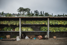 Newly cut tobacco waits to be processed in Bowongso, a tiny village set amidst verdant tobacco fields and active volcanoes. JP/Dottie Bond