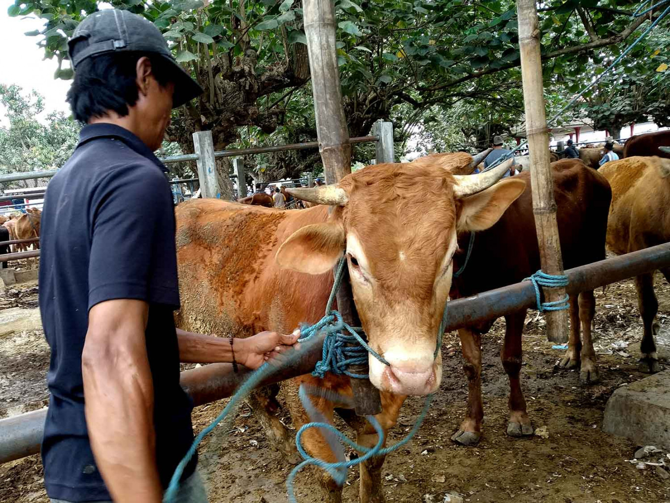 Dwi prepares a cow for grooming at Dimoro Animal Market in Blitar, East Java. JP/Asip Hasani