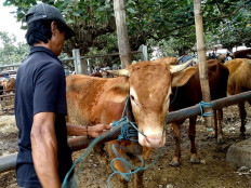 Dwi prepares a cow for grooming at Dimoro Animal Market in Blitar, East Java. JP/Asip Hasani