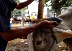 The smoothness of newly groomed cow horns is examined. JP/Asip Hasani