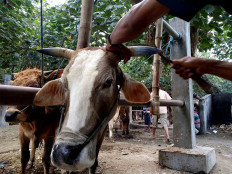 The owner of the “cow salon”, Dwi, cleans the horns of a cow using a sickle. JP/Asip Hasani