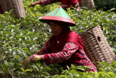 A tea farmer is seen working in the field. JP/Maksum Nur Fauzan
