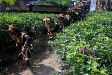 A performance from Lembu Suro is staged as part of the Bedhayan Pucuk Putri tradition. JP/Maksum Nur Fauzan