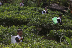 The tea-harvesting dance is performed by young women.  JP/Maksum Nur Fauzan