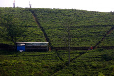 Villagers pass through a tea plantation in Kemuning in Karanganyar, Central Java.  JP/Maksum Nur Fauzan