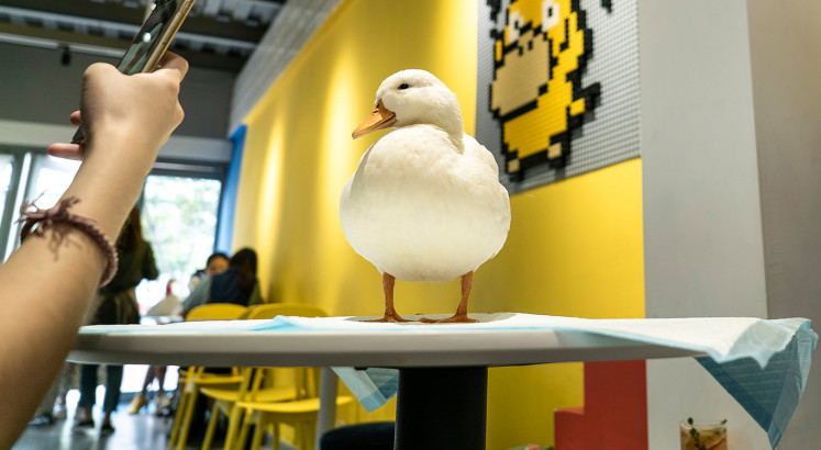 Chengdu duck cafe serves coffee ... and a whole lot of quacking