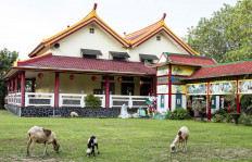 The green grass around Speelwijk Fortress and Avalokitesvara temple make the place ideal to keep sheep and goats. JP/Mala Hayati