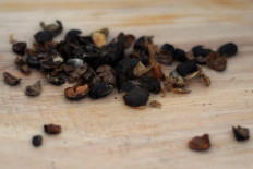 Accuracy in selecting coffee beans ensures that only the best quality ones are roasted for the best taste. JP/Magnus Hendratmo