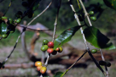 Arabica coffee fruits are ready to harvest on the slope of Mount Merapi, some 4 kilometers from the peak, in Klaten, Central Java. A legacy of the Dutch colonial era, coffee trees grow abundantly on the borders of residents’ yards. Sukiman, 48, a local resident, started popularizing Merapi coffee in 2014. JP/Magnus Hendratmo