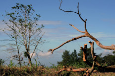 Arabica coffee (Kopi Londo) plantations from the Dutch colonial era look almost lifeless on Thursday. Sukiman, 48, a resident of Deles village, Klaten regency, Central Java, has been encouraging his fellow villagers to plant coffee to improve their economy since 2014. JP/Magnus Hendratmo