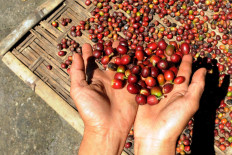 Coffee beans are dried under the sun on Thursday. It takes up to a month for the beans to completely dry, Sukiman said. JP/Magnus Hendratmo