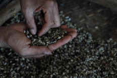 To maintain their quality, coffee beans are selected manually. The harvest of Arabica coffee in Deles, Klaten regency, Central Java, is limited as coffee trees are only grown as borders between residents’’ yards. When harvest time comes, regulars customers can place their order online with Sukiman. JP/Magnus Hendratmo