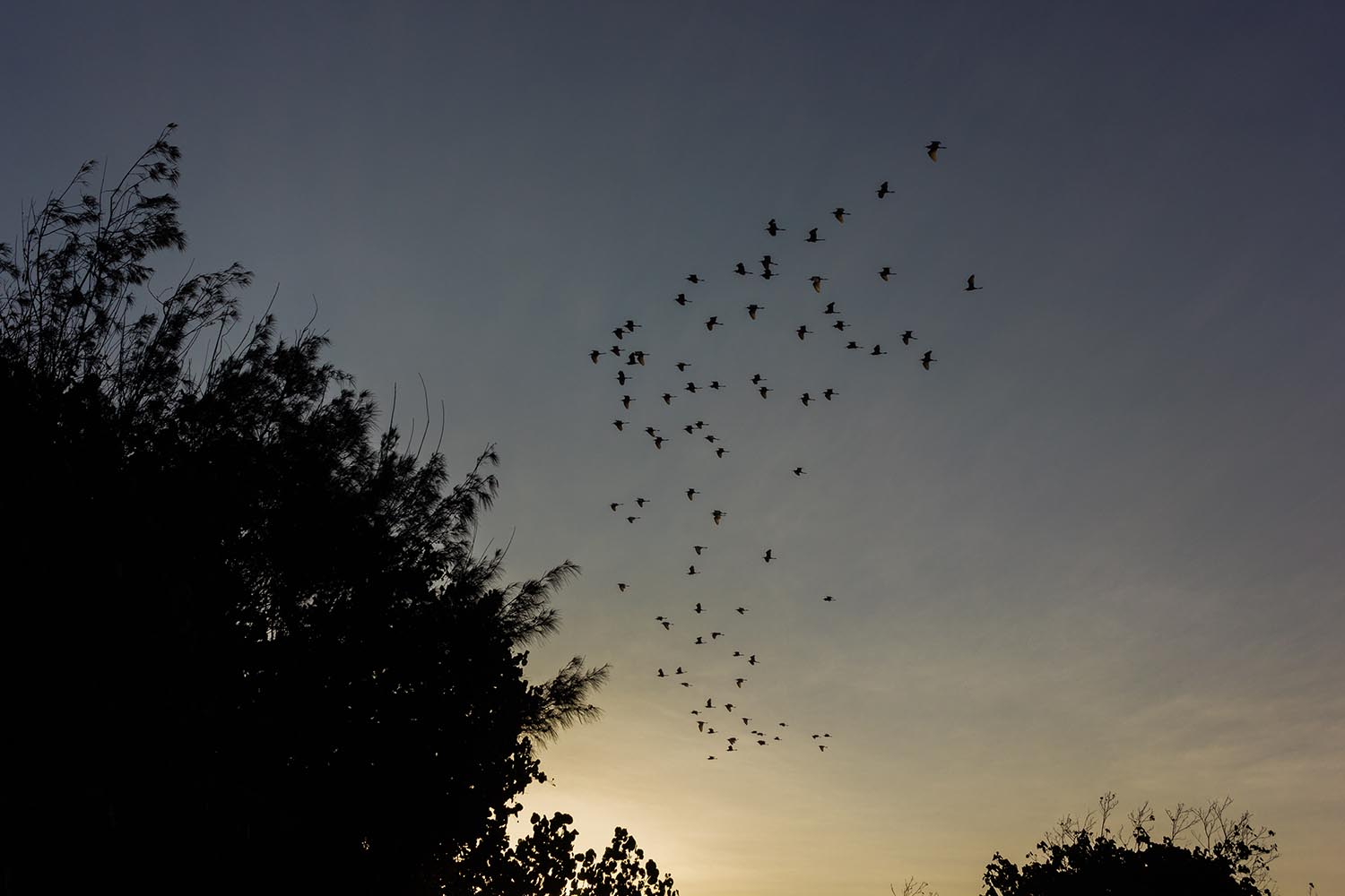 A flock of herons returns to the Baros Mangrove Forest in the afternoon. JP/Anggertimur Lanang Tinarbuko