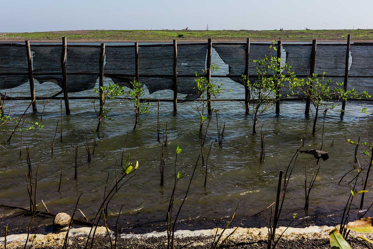 A view of mangrove trees that survived Tropical Cyclone Cempaka. JP/Anggertimur Lanang Tinarbuko