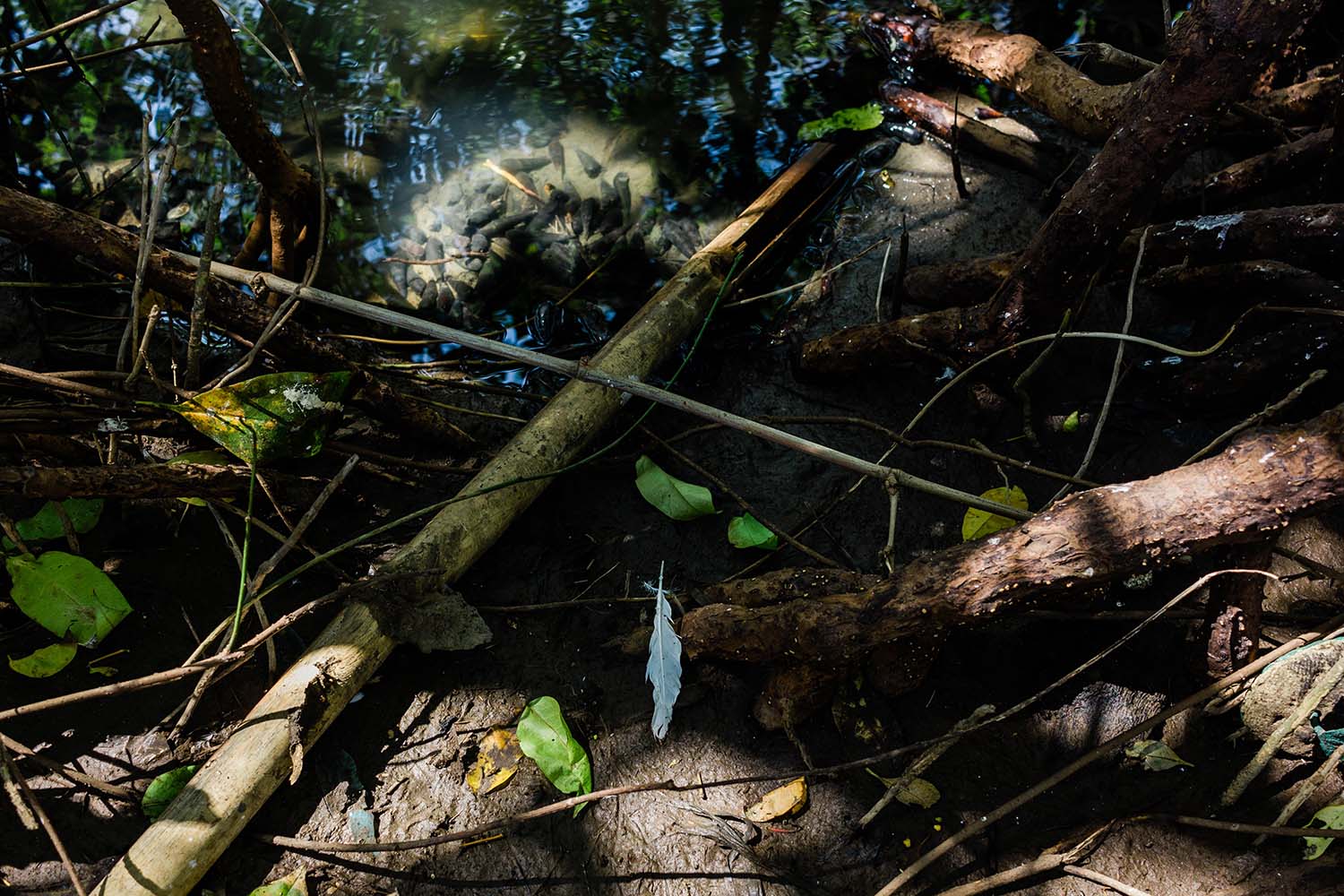 A heron feather provides a sign that the birds live in the Baros mangrove area. JP/Anggertimur Lanang Tinarbuko