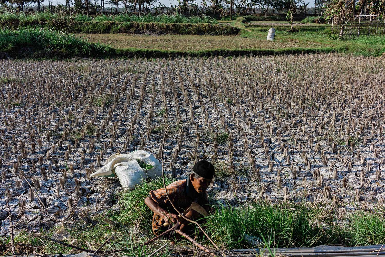 Agricultural land can no longer be harvested after it was submerged in sea water. JP/Anggertimur Lanang Tinarbuko