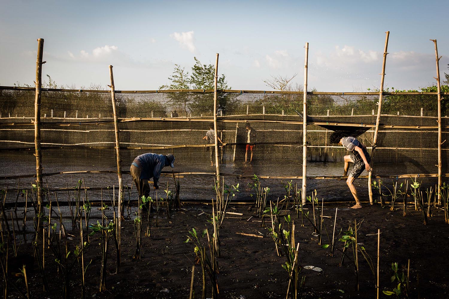 One of the areas in the Baros mangrove area has been replanted with mangrove seedlings after it was hit by Tropical Cyclone Cempaka. JP/Anggertimur Lanang Tinarbuko