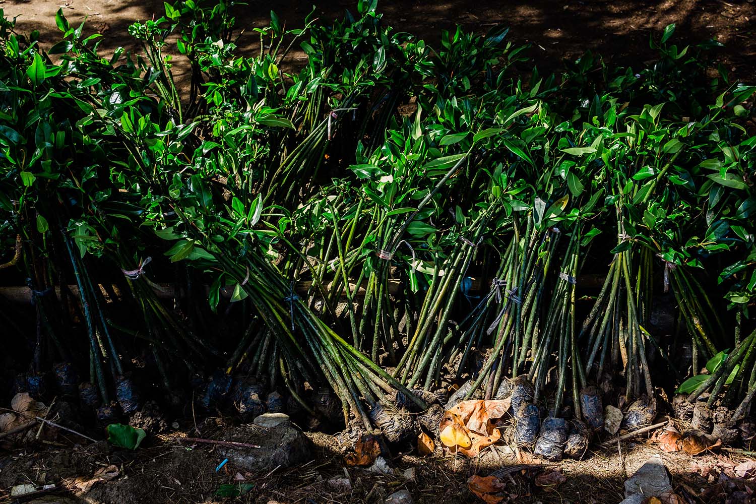 A collection of mangrove seeds are ready to be planted. JP/Anggertimur Lanang Tinarbuko