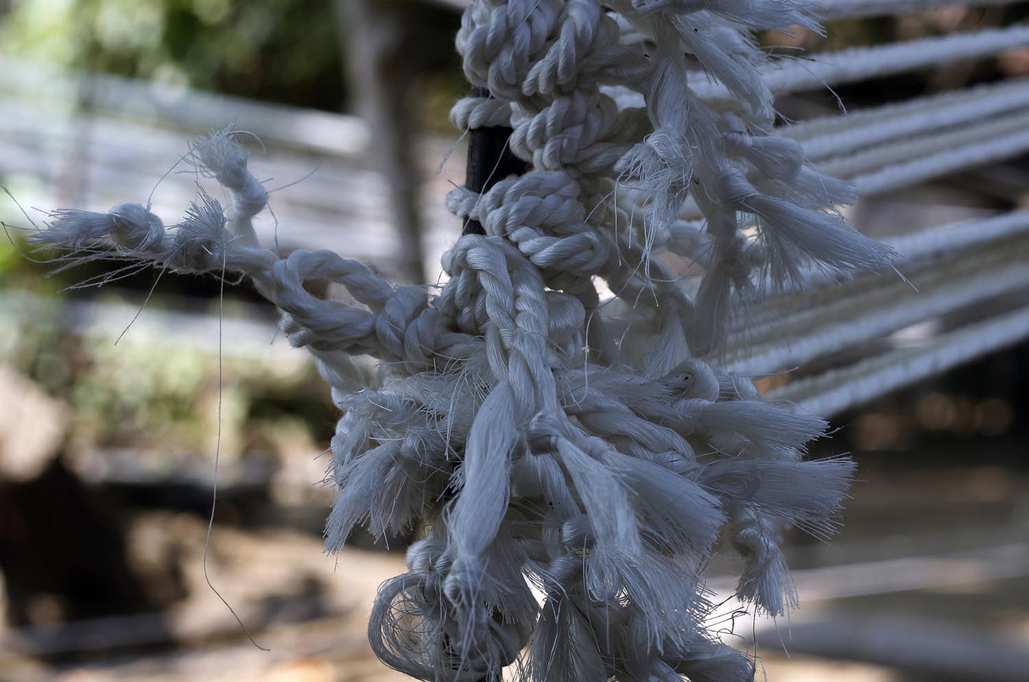 Knots on poles are on their way to becoming boy scout’s ropes. JP/ Magnus Hendratmo