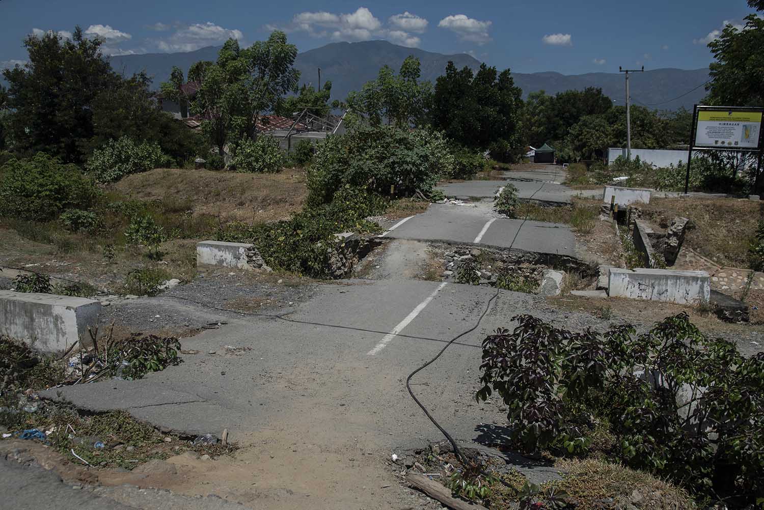 Tomatoes appear in areas where soil liquefaction occurred in Petobo village. JP/Rosa Panggabean