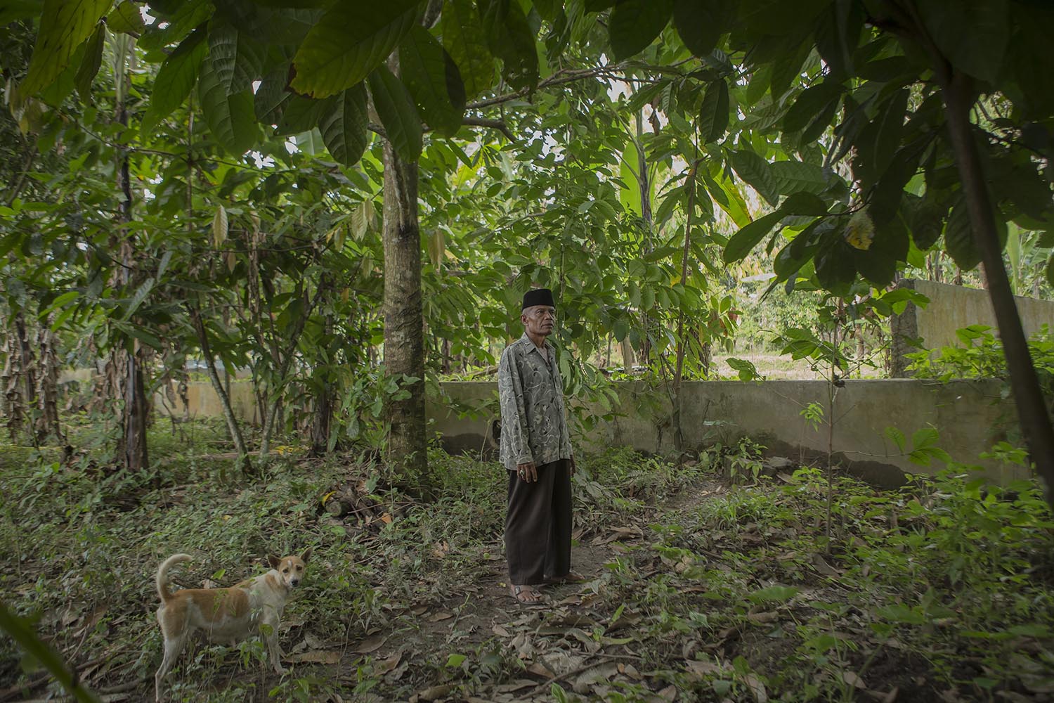 Muhajirin Tanjung Imam Nan Basa in his farm. After retiring from the army, he chose to stay in his home town. JP/Ramadhani