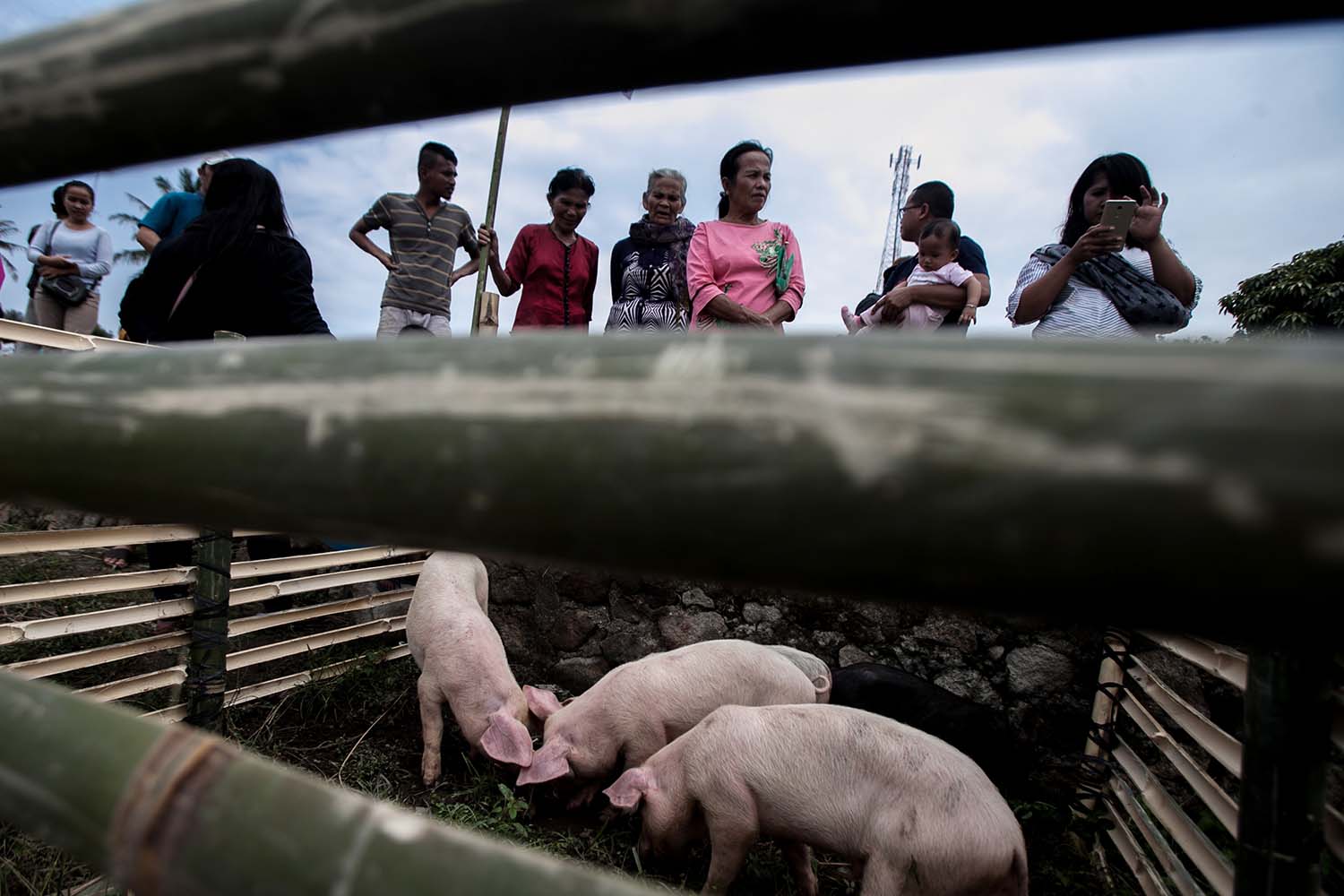 A sense of community: Visitors look at pigs in their makeshift cage in Muara district, North Tapanuli, North Sumatra, on Oct. 25. JP/Andri Ginting