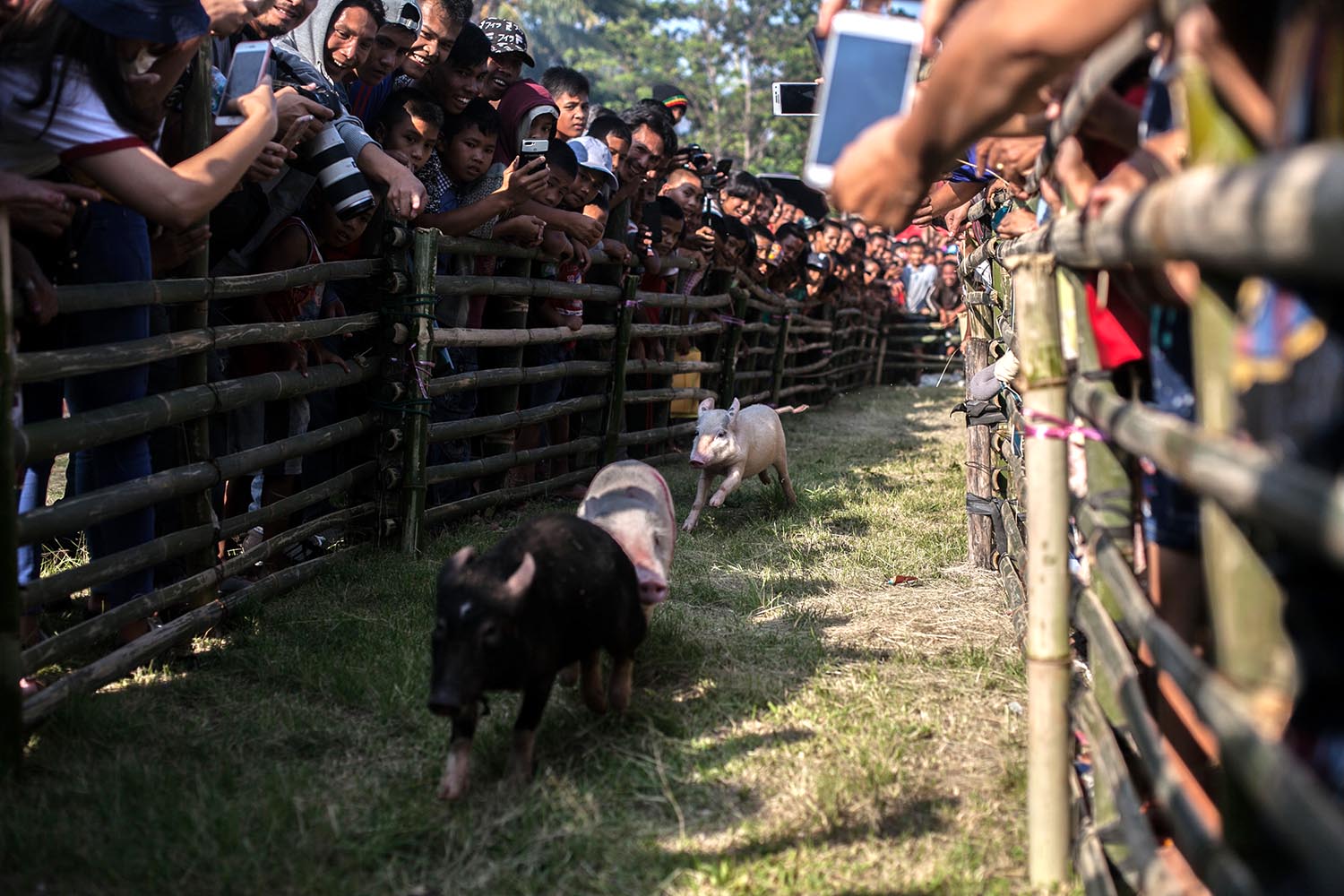 Faster, harder: Spectators watch the pig race competition. JP/Andri Ginting