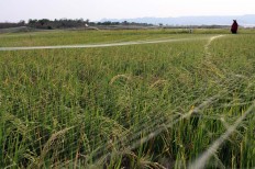 Protection: Bird netting is suspended across a paddy field to protect the grain as it ripens. JP/Magnus Hendratmo