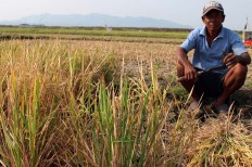 Sweat and blood: A farmer poses while harvesting rice using a sickle in his paddy field, planted in the bed of the dried-out Gajah Mungkur reservoir. JP/Magnus Hendratmo