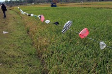 Recycled ‘scarecrows’: Plastic bags are suspended along a paddy field. The bags produce noise when the wind blows, which keeps birds away from the grain. JP/Magnus Hendratmo
