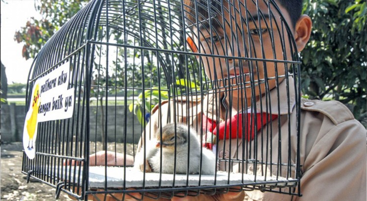 ‘Chickenization’: Indonesian kids given pets to wean them off smartphones
