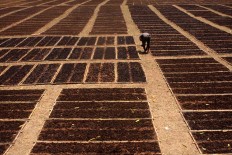 A farmer checks his tobacco. JP/Maksum Nur Fauzan
