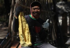 Matri, a miner, displays the sulfur he mined from Ijen Crater. JP/Boy T Harjanto