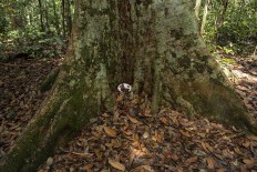 Many large trees are found along the Batang Hari River. JP/Ramadhani
