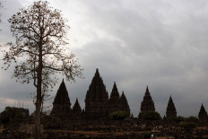 Kapok trees in Prambanan Temple in Klaten, Central Java. JP/ Magnus Hendratmo