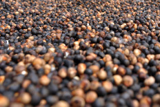 Dried kapok seeds. JP/ Magnus Hendratmo