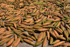 The fruits are dried out for peeling. JP/ Magnus Hendratmo