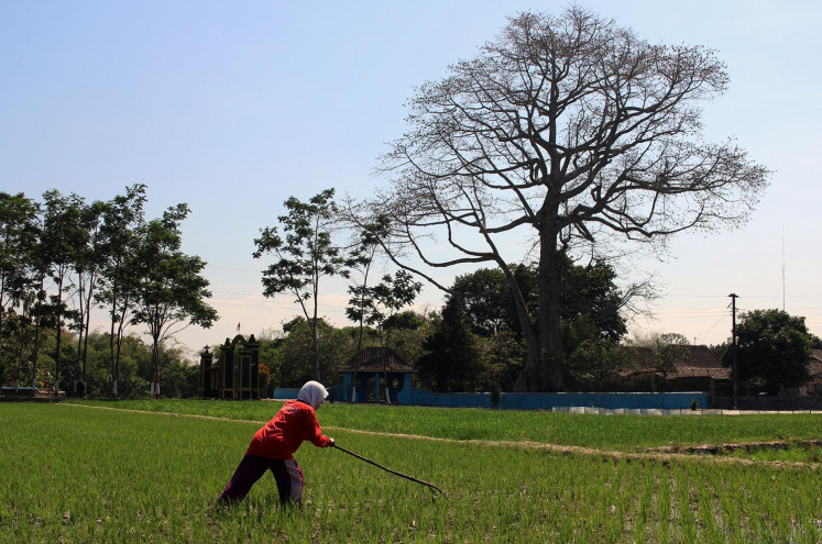 Java kapok trees stand tall in Klaten