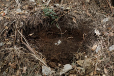 A banyan plant is planted in the barren part of Merta Jati forest. JP/Anggara Mahendra