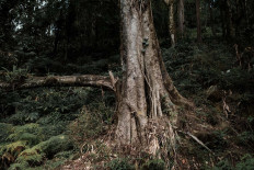 The big trees on Lesung Hill guard water resources in the area. JP/Anggara Mahendra