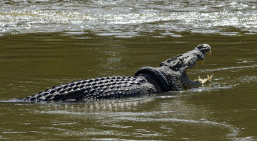 Australian presenter Matt Wright to help Palu crocodile stuck in tire for years
