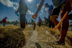A farmer picks up a rice-field rat that was flushed out of its nest at a rice farm in Sukoharjo, Central Java. JP/Ali Lutfi